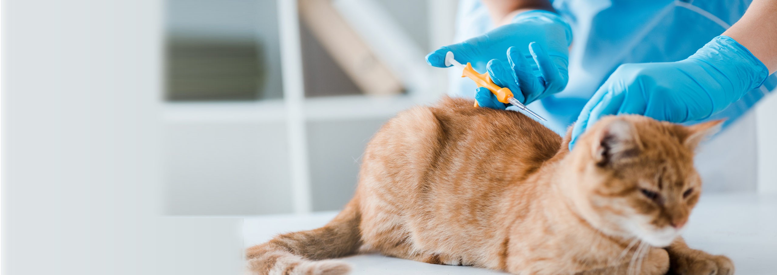 Cat Vaccinations & Kitten Vaccinations All You Need To Know Vets Now