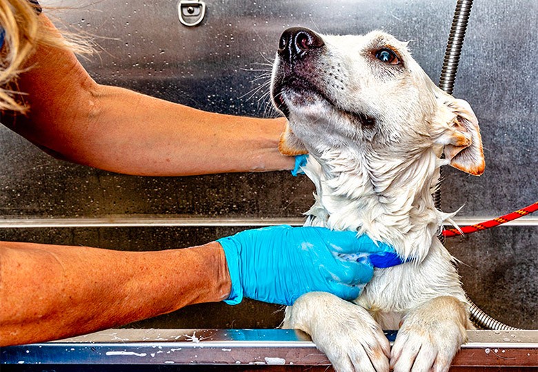 Baths & Nail Trims